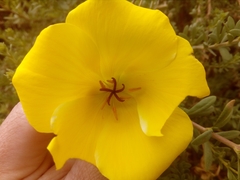 Balbisia peduncularis