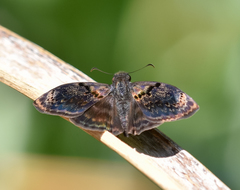 Chiomara mithrax
