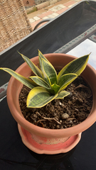 Sansevieria trifasciata