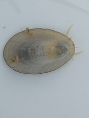 Nacella mytilina