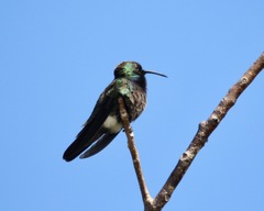 Anthracothorax aurulentus