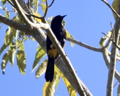 Icterus portoricensis