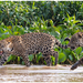 Jaguar - Photo (c) Martha de Jong-Lantink, some rights reserved (CC BY-NC-ND)
