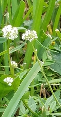 Spermacoce verticillata