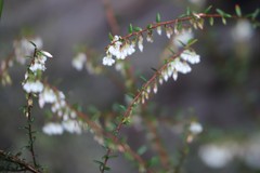 Styphelia pendula