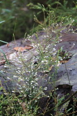 Styphelia pendula