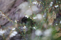 Styphelia pendula