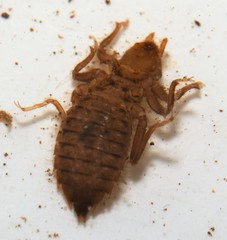 Hylogomphus geminatus