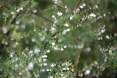 Styphelia pendula