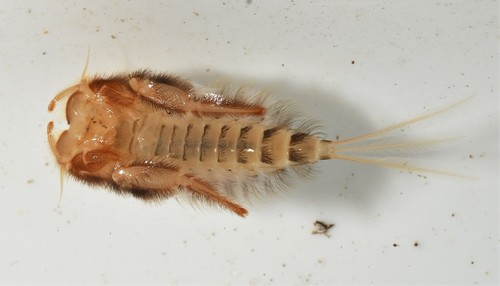 Behningiidae image