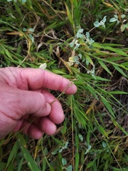 Urochloa ciliatissima