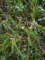 Urochloa ciliatissima