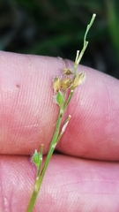 Urochloa ciliatissima