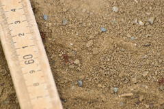 Pogonomyrmex subnitidus