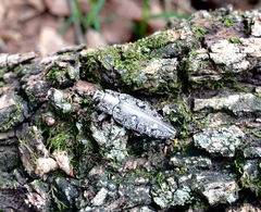 Chrysobothris costifrons