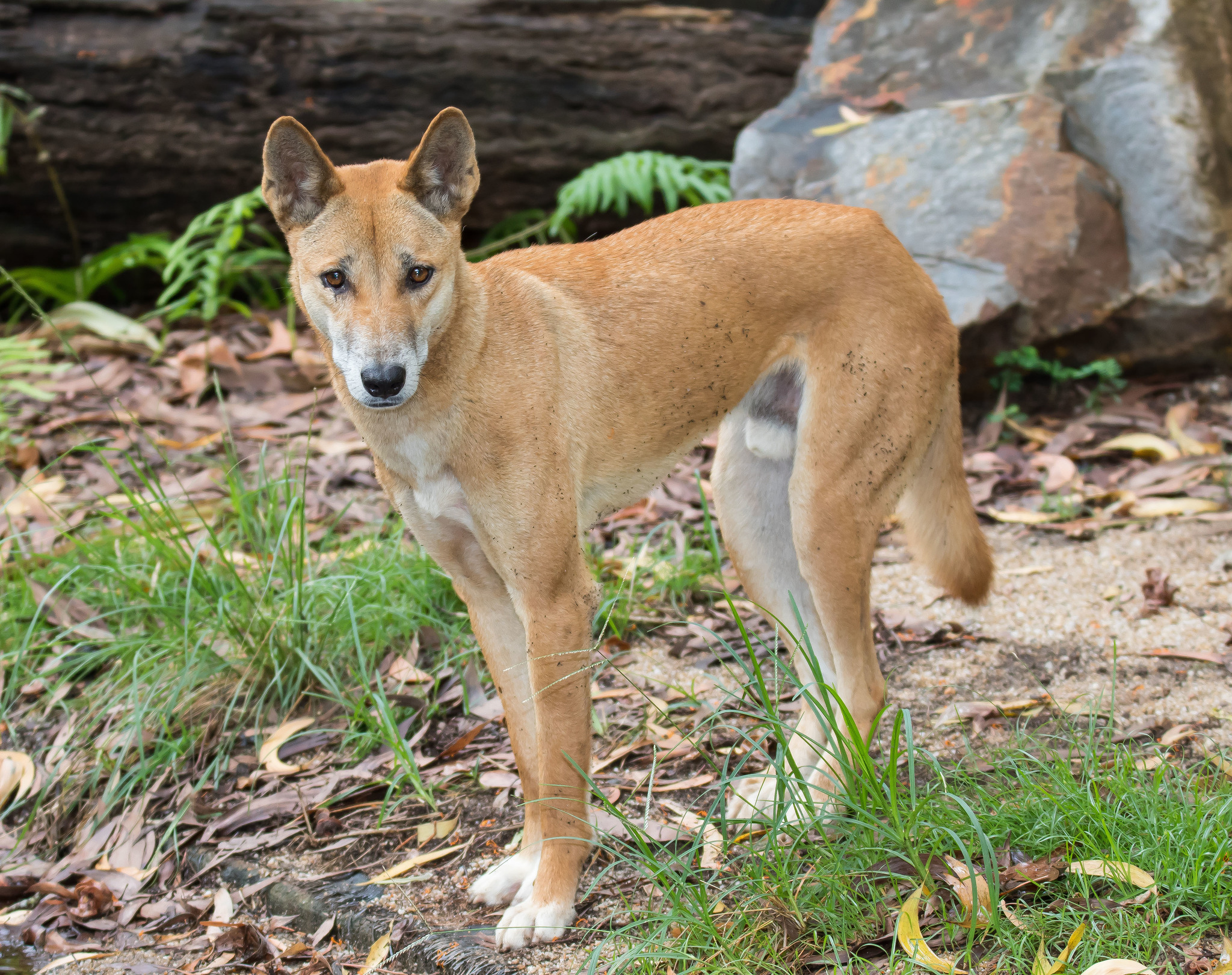 Dingo: the charismatic and controversial canid