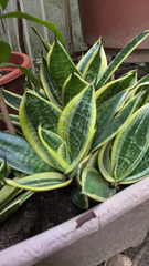 Sansevieria trifasciata
