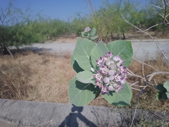 Calotropis procera