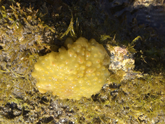 Colpomenia tuberculata