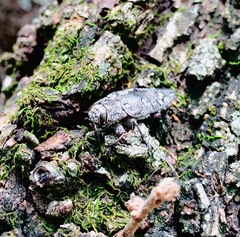 Chrysobothris costifrons