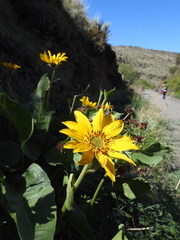 Balsamorhiza
