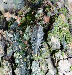 Chrysobothris costifrons