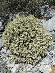 Leucophyllum