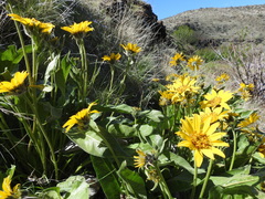 Balsamorhiza