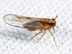 Muellerianella laminalis