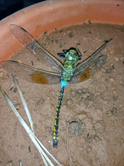 Anax indicus