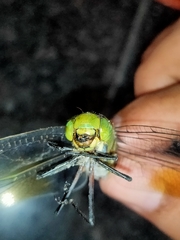 Anax indicus