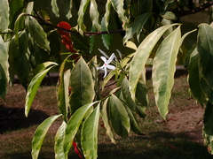 Kopsia arborea