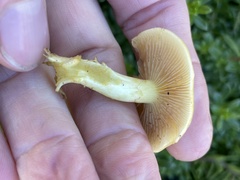 Hypholoma fasciculare