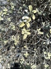 Buddleja marrubiifolia