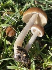 Candolleomyces candolleanus