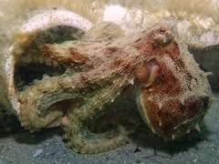 Octopus berrima