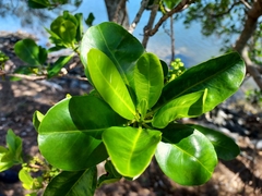 Excoecaria agallocha