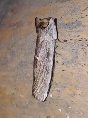 Lirimiris lignitecta