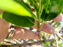Excoecaria agallocha