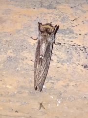 Lirimiris lignitecta