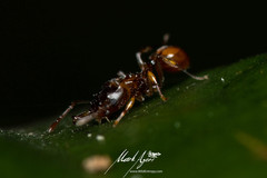 Orectognathus phyllobates