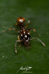 Orectognathus phyllobates