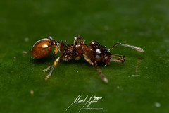 Orectognathus phyllobates