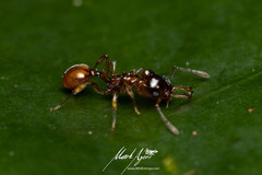 Orectognathus phyllobates