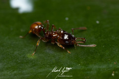 Orectognathus phyllobates