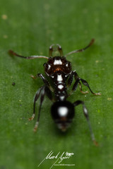 Orectognathus phyllobates