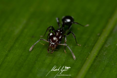 Orectognathus phyllobates