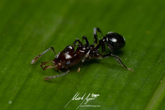 Orectognathus phyllobates