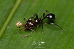 Orectognathus phyllobates