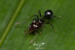 Orectognathus phyllobates